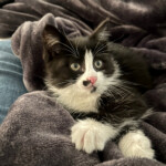 adorable-kitten-survives-250-mile-trip-from-boston-to-new-jersey-—-while-stuck-inside-bmw