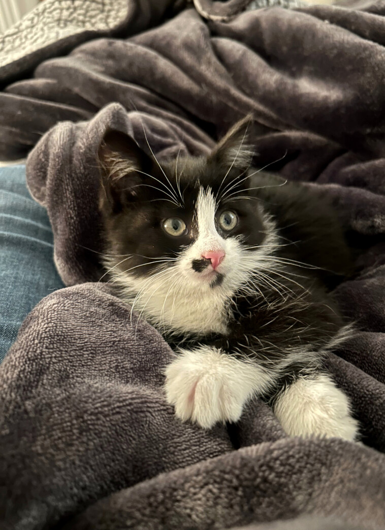 adorable-kitten-survives-250-mile-trip-from-boston-to-new-jersey-—-while-stuck-inside-bmw
