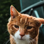 watch-—-‘bless-his-little-heart!’:-florida-cat-escapes-vet-and-journeys-nearly-three-miles-home