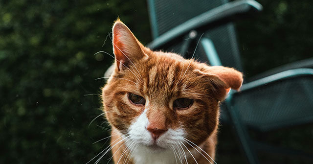 watch-—-‘bless-his-little-heart!’:-florida-cat-escapes-vet-and-journeys-nearly-three-miles-home
