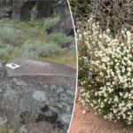 ancient-bedrock-kitchens-reveal-evidence-of-historical-food-practices,-experts-say