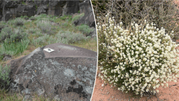 ancient-bedrock-kitchens-reveal-evidence-of-historical-food-practices,-experts-say