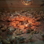 thousands-of-chicks-abandoned-in-usps-truck-now-overwhelming-animal-shelter