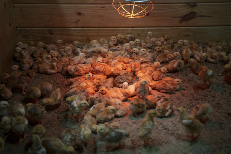 thousands-of-chicks-abandoned-in-usps-truck-now-overwhelming-animal-shelter