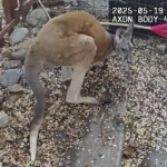 pet-kangaroo-on-the-loose-keeps-police-hopping-again-—-in-colorado