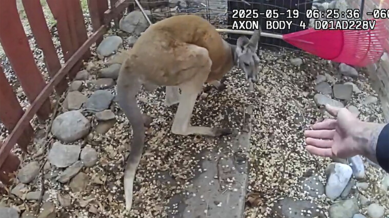pet-kangaroo-on-the-loose-keeps-police-hopping-again-—-in-colorado