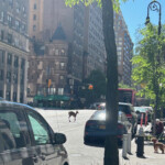 injured-deer-wanders-onto-upper-west-side,-stunning-passers-by