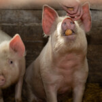 ny-man-offered-farmer-wild-turkey-bourbon-to-let-him-feed-girlfriend’s-ex-to-hogs:-fbi