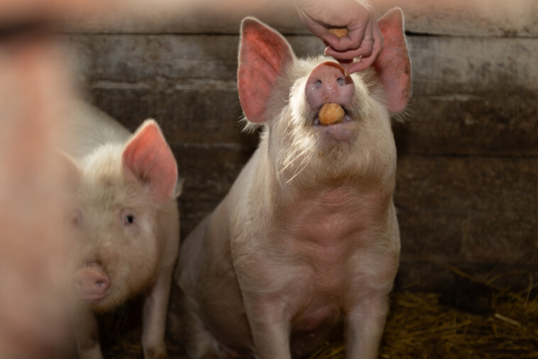 ny-man-offered-farmer-wild-turkey-bourbon-to-let-him-feed-girlfriend’s-ex-to-hogs:-fbi