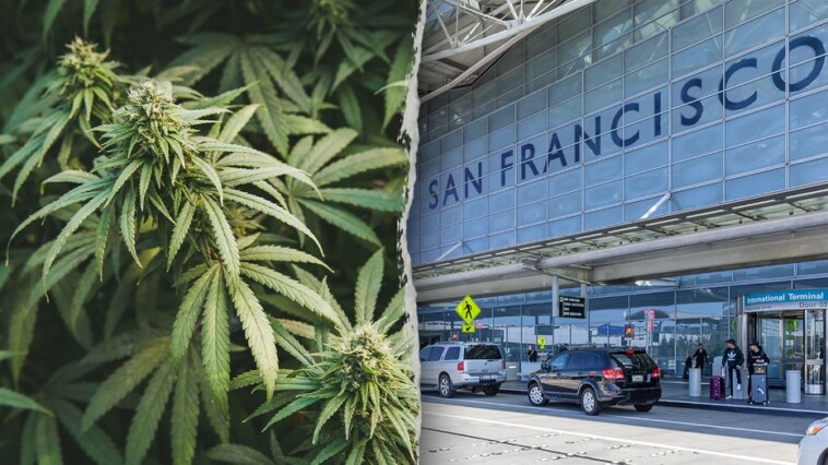 california-woman-allegedly-tried-to-smuggle-151-pounds-of-marijuana-onto-international-flight