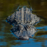 kayakers-attacked-by-gargantuan-‘bull-gator,’-forcing-popular-florida-waterway-to-close