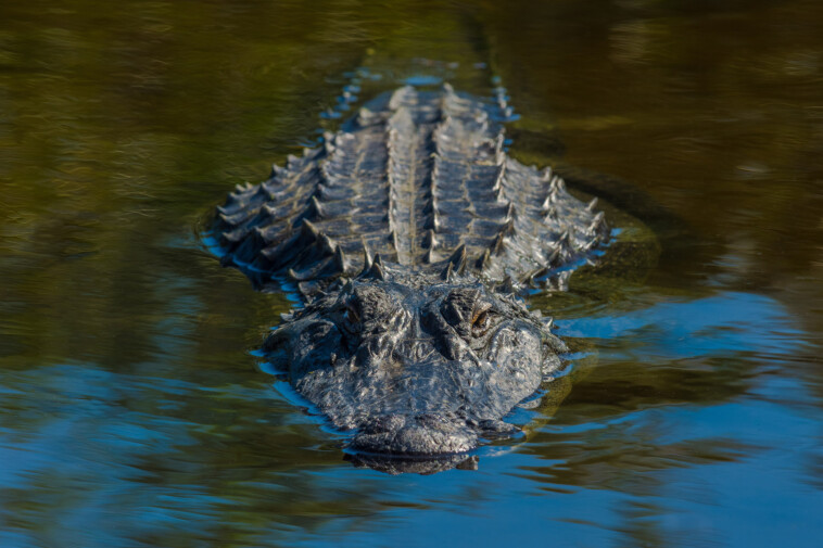 kayakers-attacked-by-gargantuan-‘bull-gator,’-forcing-popular-florida-waterway-to-close