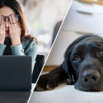 dog-owners-who-ruminate-about-work-stress-may-pass-anxiety-to-their-pooch:-study