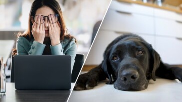 dog-owners-who-ruminate-about-work-stress-may-pass-anxiety-to-their-pooch:-study