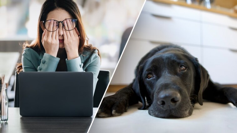 dog-owners-who-ruminate-about-work-stress-may-pass-anxiety-to-their-pooch:-study