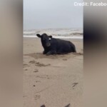 cowabunga!-flood-swept-cow-washes-ashore-on-beach,-alive-and-mooing