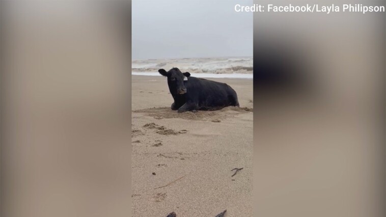 cowabunga!-flood-swept-cow-washes-ashore-on-beach,-alive-and-mooing