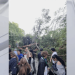 falling-tree-injures-12-at-college-graduation-ceremony-in-california
