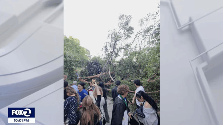 falling-tree-injures-12-at-college-graduation-ceremony-in-california