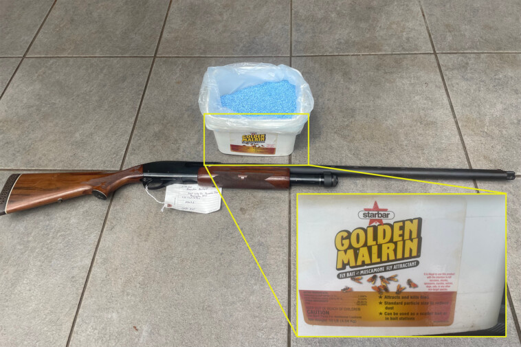 fla.-fisherman-imprisoned-for-shooting,-poisoning-dolphins-in-front-of-kids