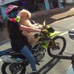 daredevil-fined-for-taking-dog-on-wild-motorbike-ride:-‘apply-a-paws-off-approach’