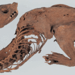 experts-solve-mystery-of-ancient-‘mummified-dragon’-discovered-by-japanese-shogun