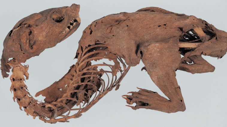 experts-solve-mystery-of-ancient-‘mummified-dragon’-discovered-by-japanese-shogun