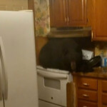 homeowners-find-black-bear-sitting-on-kitchen-stove-after-crashing-through-ceiling