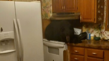 homeowners-find-black-bear-sitting-on-kitchen-stove-after-crashing-through-ceiling