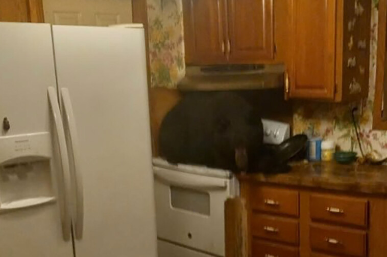 homeowners-find-black-bear-sitting-on-kitchen-stove-after-crashing-through-ceiling