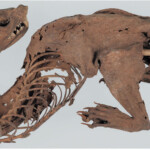 experts-solve-mystery-of-ancient-‘mummified-dragon’-discovered-by-japanese-shogun