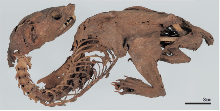experts-solve-mystery-of-ancient-‘mummified-dragon’-discovered-by-japanese-shogun