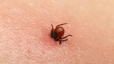 potentially-deadly-bacteria-found-in-invasive-tick-for-first-time-in-us
