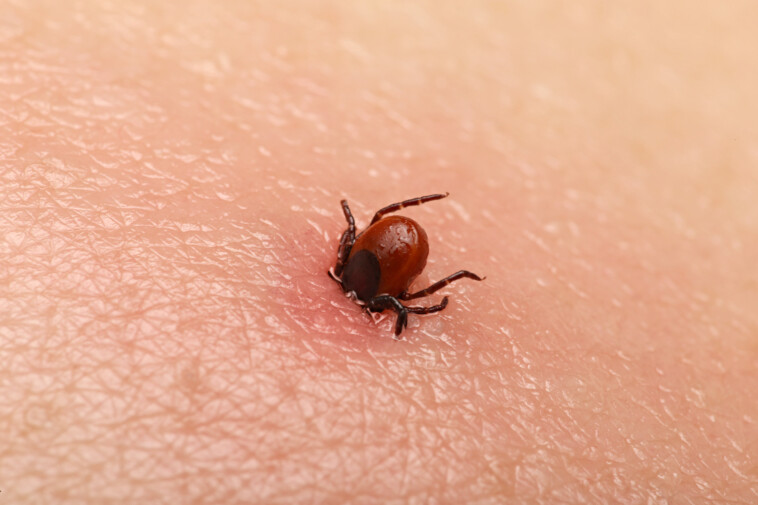 potentially-deadly-bacteria-found-in-invasive-tick-for-first-time-in-us