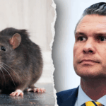 navy-halts-dog-and-cat-experiments;-peta-writes-hegseth-about-us-taxpayer-funded-animal-tests
