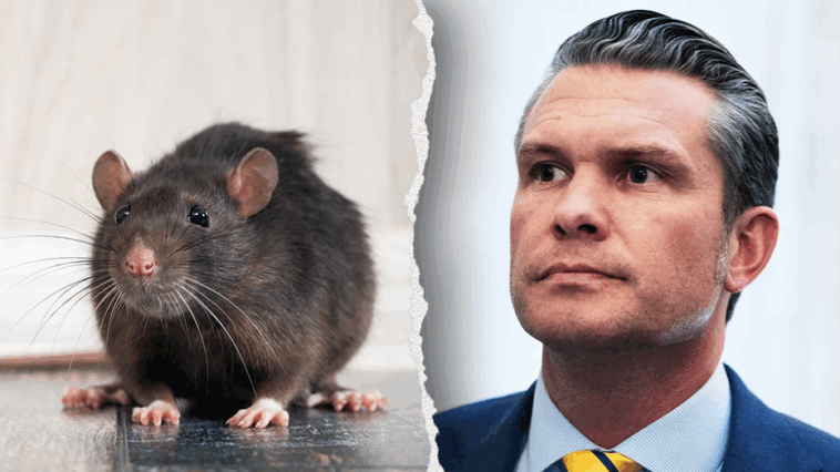navy-halts-dog-and-cat-experiments;-peta-writes-hegseth-about-us-taxpayer-funded-animal-tests