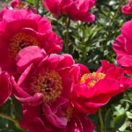 historic-university-garden-vandalized-in-apparent-anti-israel-statement:-‘don’t-waste-your-tears’