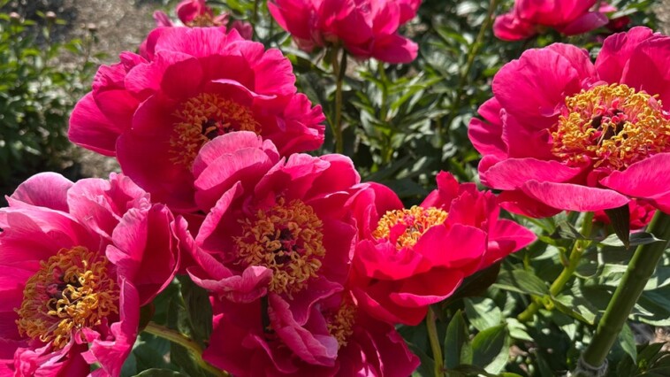 historic-university-garden-vandalized-in-apparent-anti-israel-statement:-‘don’t-waste-your-tears’