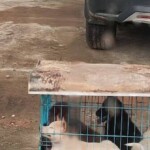 china-prepares-for-gruesome-yulin-dog-meat-festival-as-poll-shows-most-in-city-do-not-partake