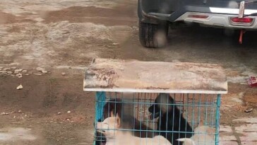 china-prepares-for-gruesome-yulin-dog-meat-festival-as-poll-shows-most-in-city-do-not-partake