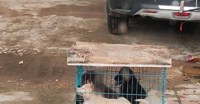 china-prepares-for-gruesome-yulin-dog-meat-festival-as-poll-shows-most-in-city-do-not-partake