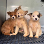 101-dogs-living-in-packed,-filthy-conditions-removed-from-north-carolina-home