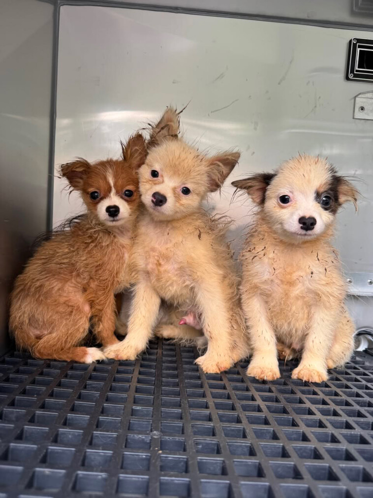 101-dogs-living-in-packed,-filthy-conditions-removed-from-north-carolina-home