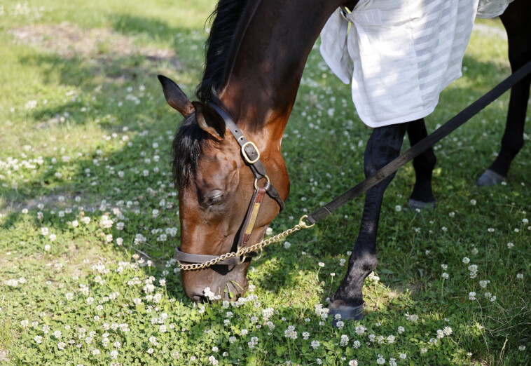 baeza-looking-to-right-a-kentucky-derby-wrong-by-besting-favorites-at-belmont-stakes
