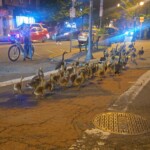 what-the-flock?-people-gather-to-gander-at-captivating-geese-gang-in-jersey-city