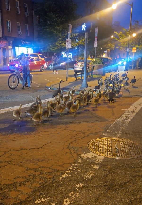 what-the-flock?-people-gather-to-gander-at-captivating-geese-gang-in-jersey-city