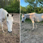 ny-cops-hunt-for-stolen-horse-they-worry-might-break-its-diet-—-with-deadly-consequences