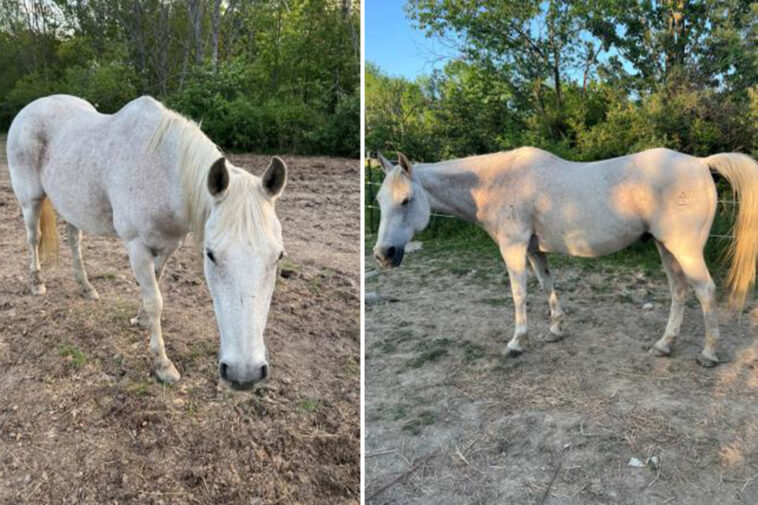 ny-cops-hunt-for-stolen-horse-they-worry-might-break-its-diet-—-with-deadly-consequences