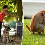 this-nyc-neighborhood-the-most-plagued-by-puppy-poop-in-2025:-‘getting-out-of-hand’