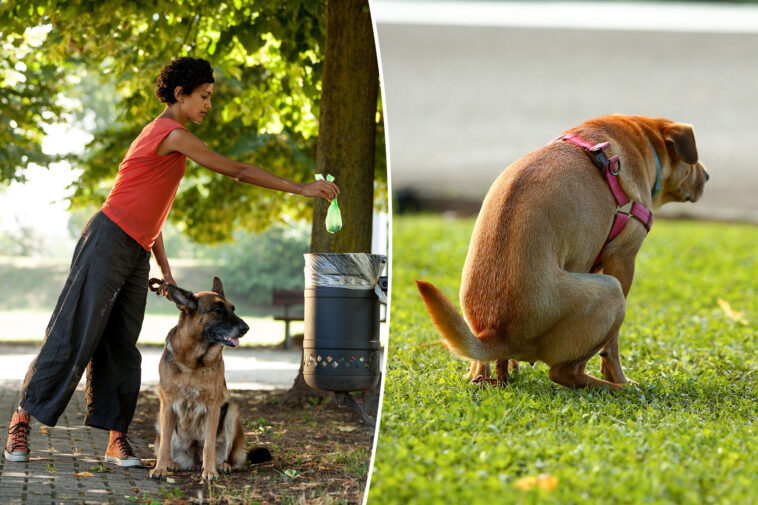 this-nyc-neighborhood-the-most-plagued-by-puppy-poop-in-2025:-‘getting-out-of-hand’